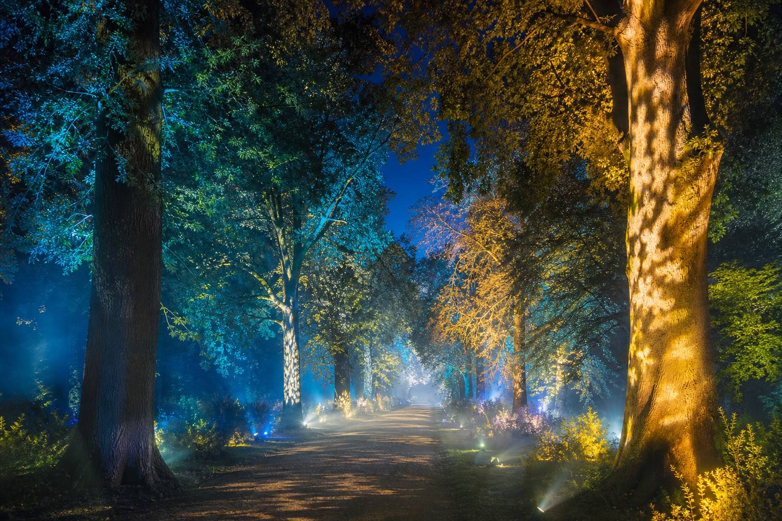 Sentier forestier nocturne illuminé de projections lumineuses colorées entre des arbres centenaires